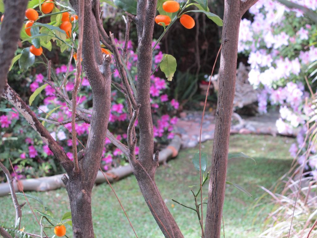 La Casona De Grace Bed & Breakfast Olivos Exterior photo